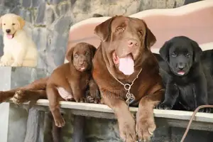 Labrador Puppies ( Black & Golden Yellow )