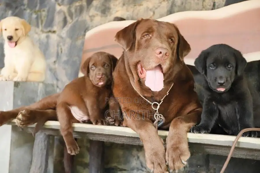 Labrador Puppies ( Black & Golden Yellow )