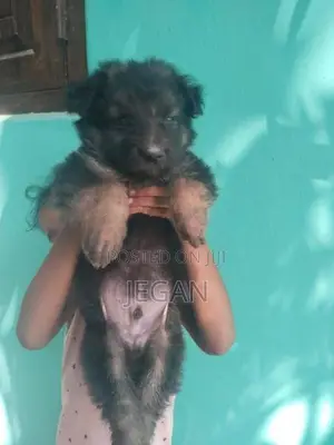 German Shepherd Puppy