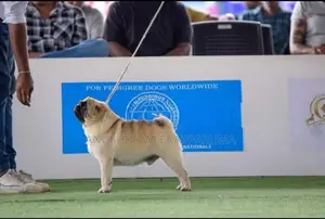 Pug Male