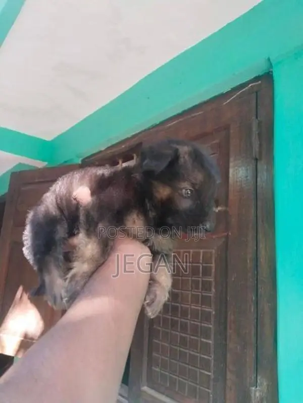 German Shepherd Puppy