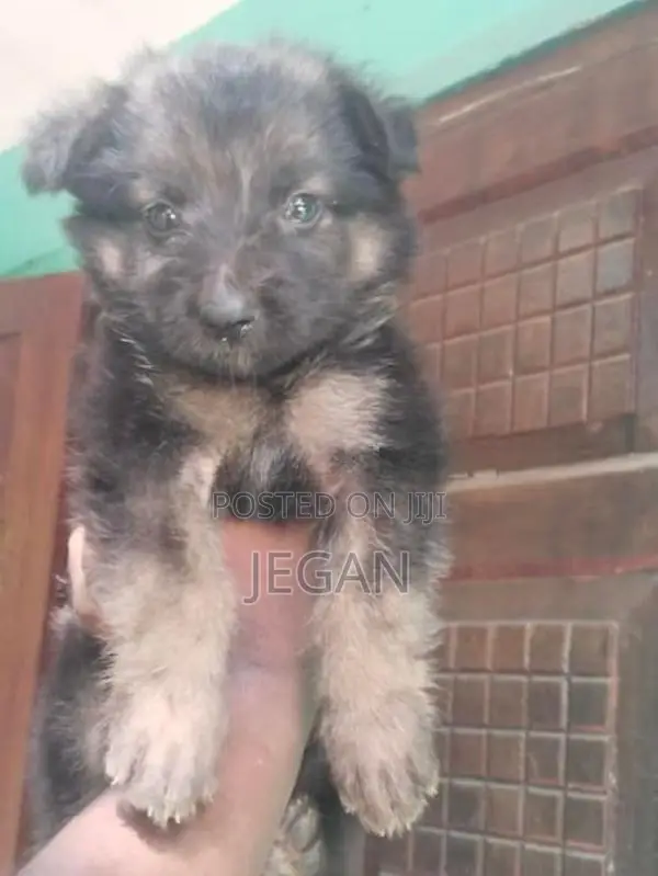 German Shepherd Puppy
