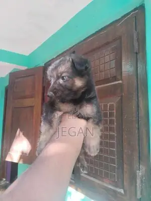 German Shepherd Puppy