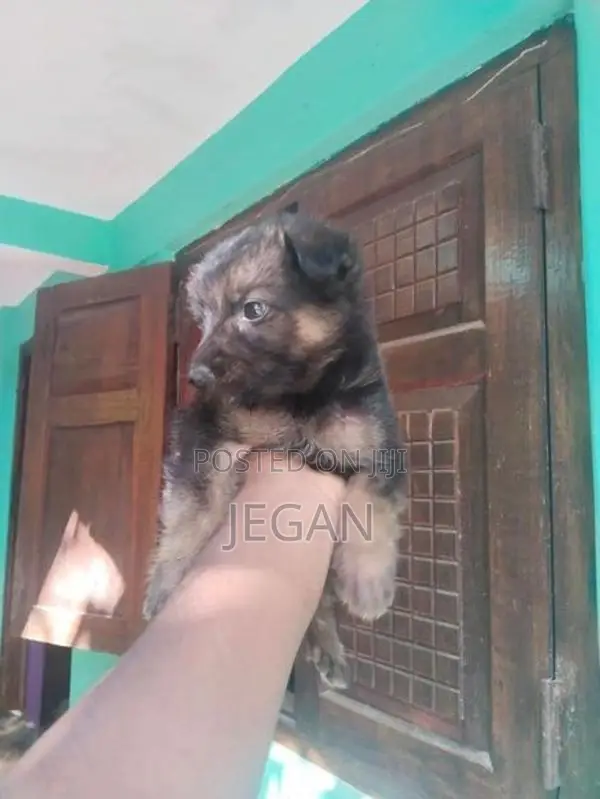 German Shepherd Puppy