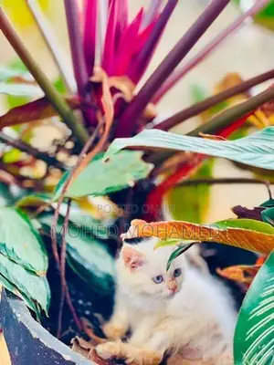 Persian cat