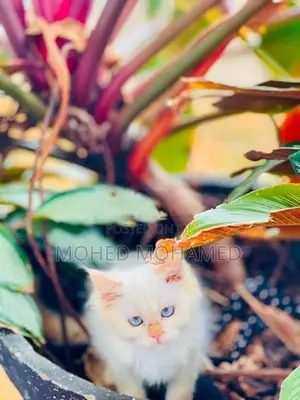 Persian cat