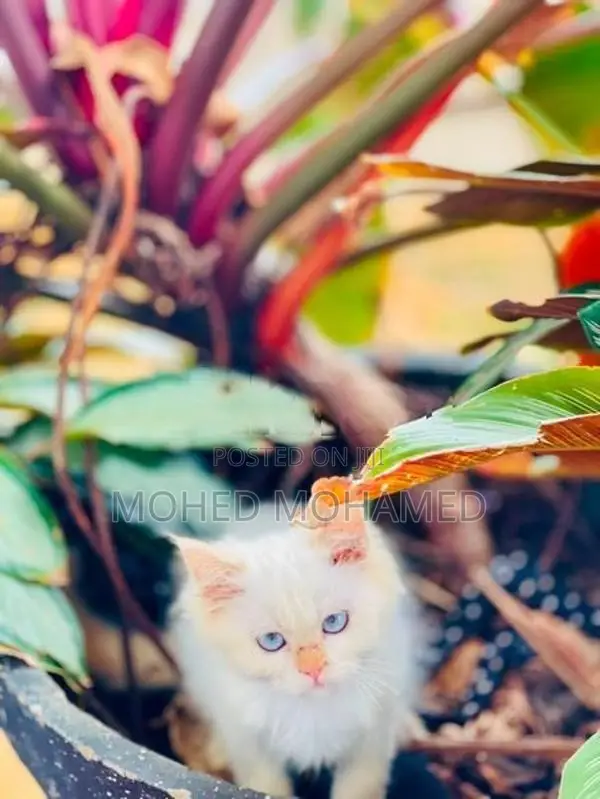 Persian cat