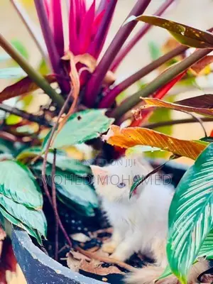 Persian cat