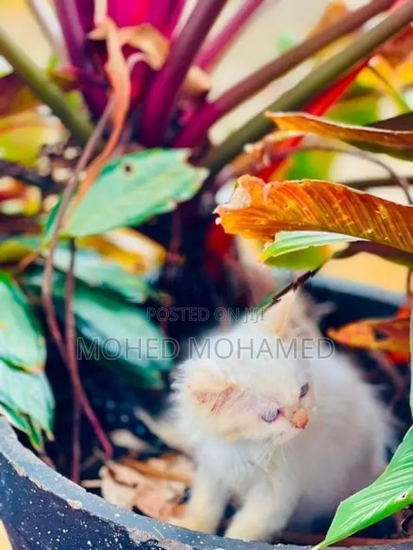 Persian cat