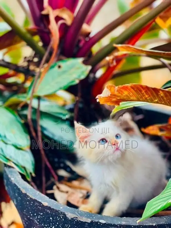 Persian cat