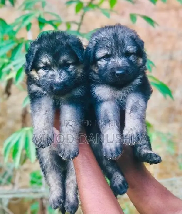 German shepherd long coat puppies