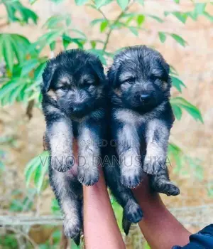 German shepherd long coat puppies