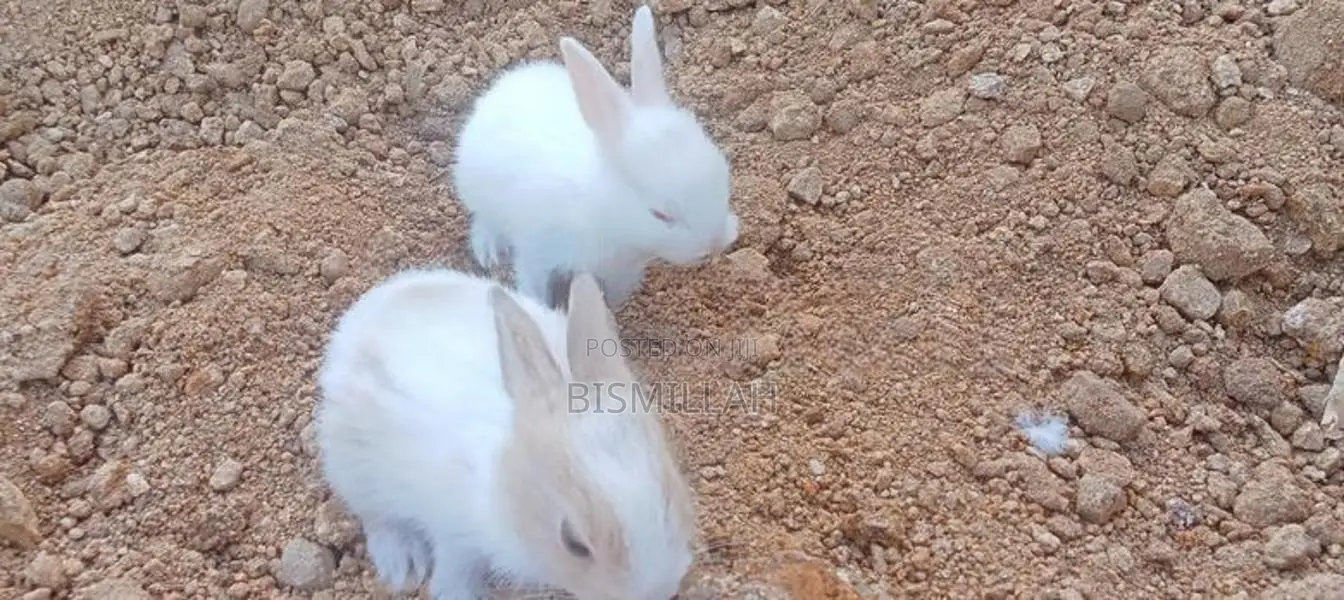 அங்கோரா முயல் குட்டிகள்