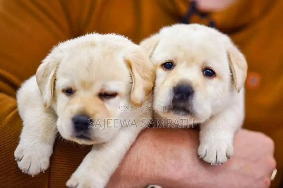 Labrador Puppies (Pure Breed)