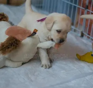 Labrador Puppies (Pure Breed)