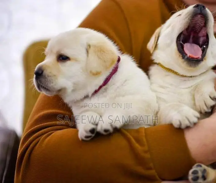 Labrador Puppies (Pure Breed)