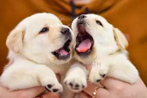 Labrador Puppies (Pure Breed)
