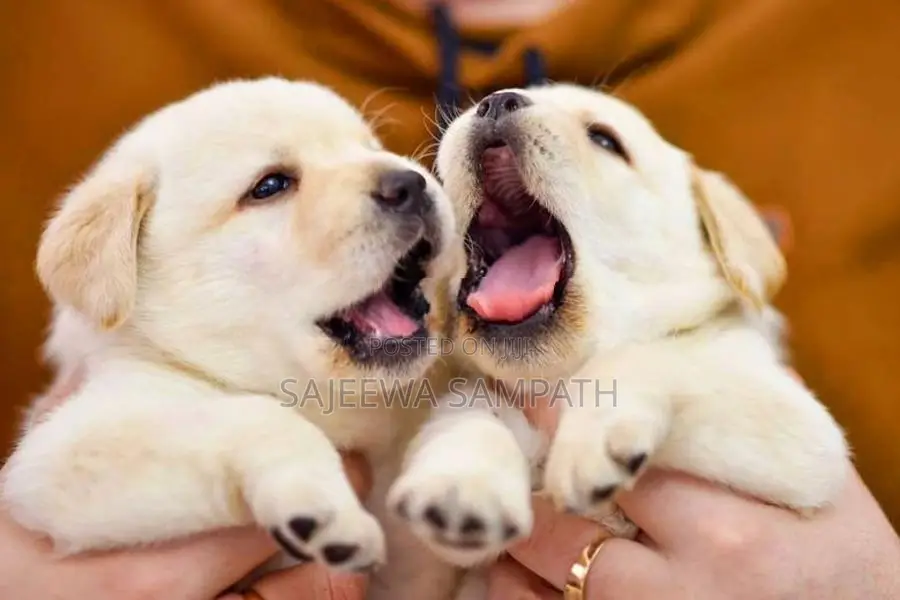 Labrador Puppies (Pure Breed)