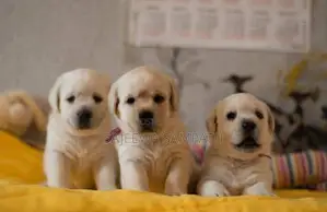 Labrador Puppies (Pure Breed)
