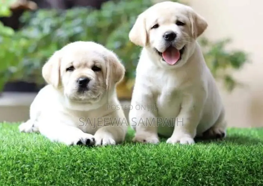 Labrador Puppies (Big Born Big Head)