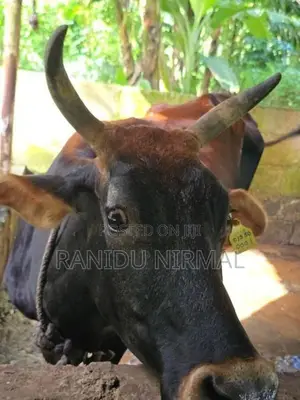 Farm Cows
