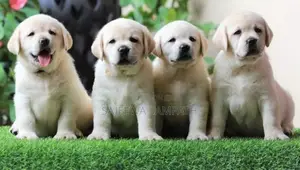 Labrador Puppies (Big Born Big Head)