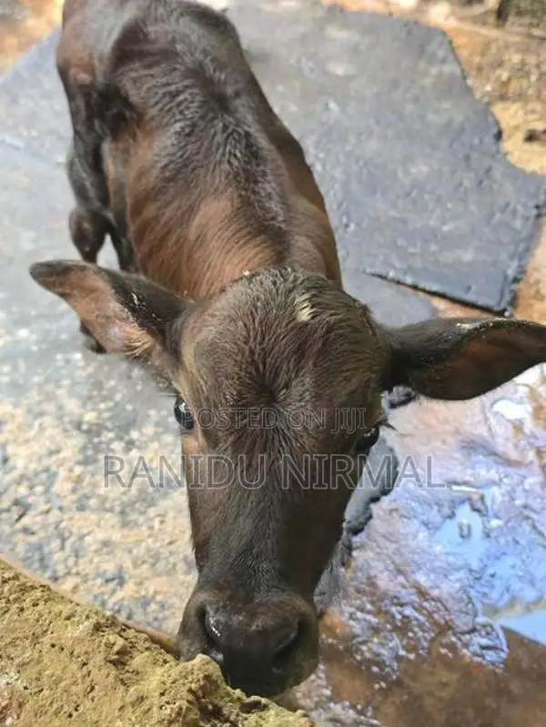 Farm Cows