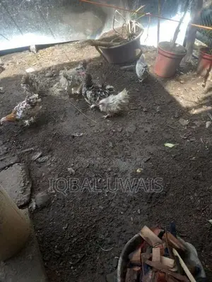 Benton silky chiks