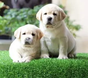Labrador Puppies (Big Born Big Head)