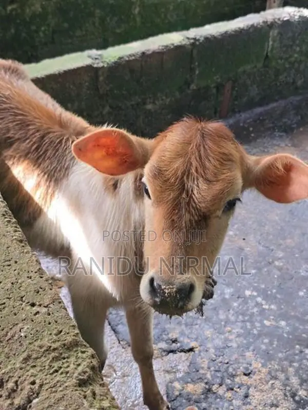 Farm Cows