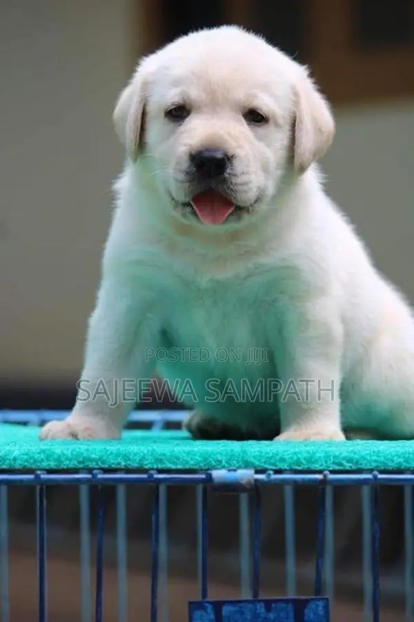 Labrador Puppies (Big Born Big Head)