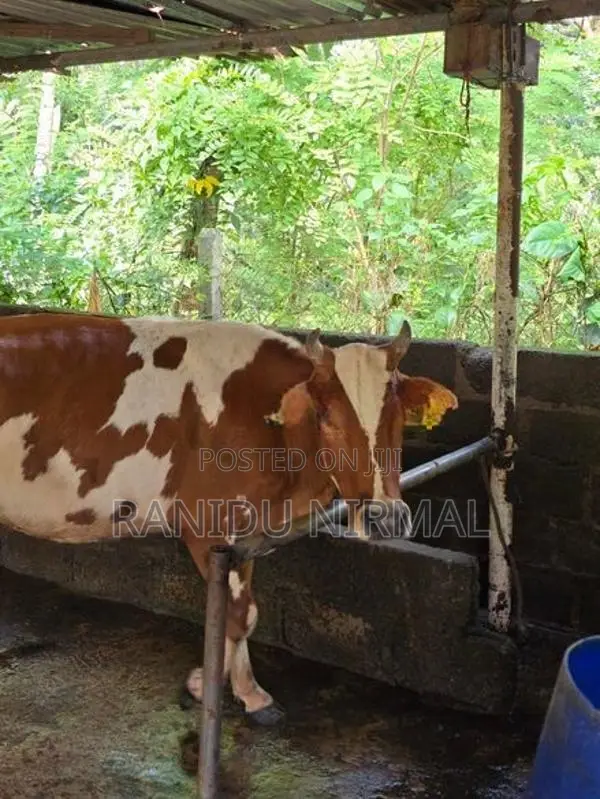 Farm Cows
