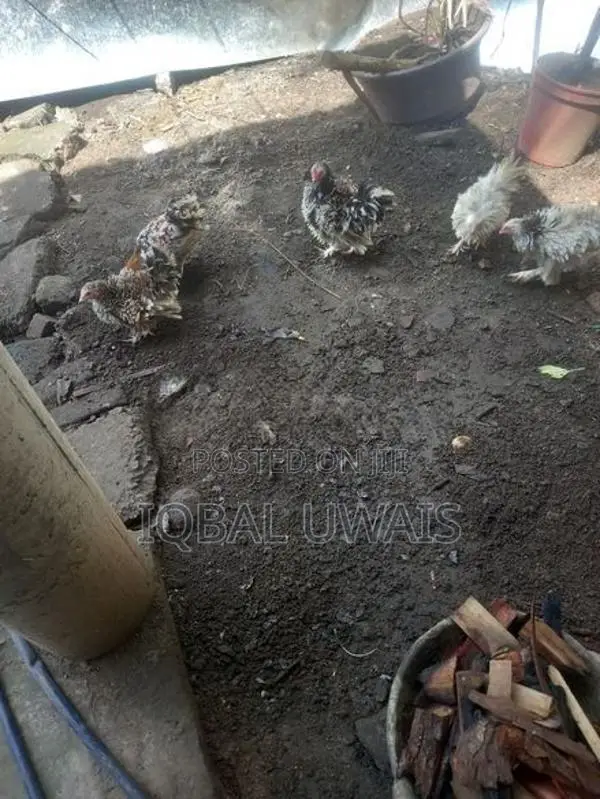 Benton silky chiks