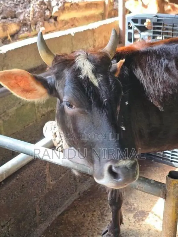 Farm Cows