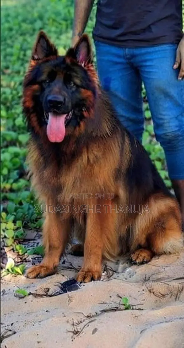 German Shepherd Long Coat
