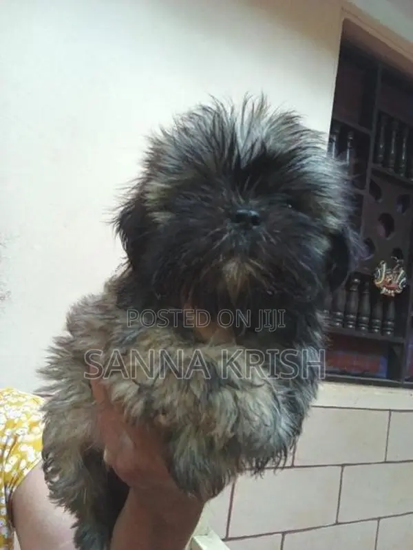Shih Tzu Puppies