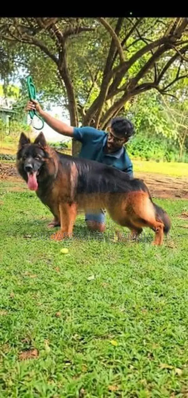 German Shepherd Long Coat
