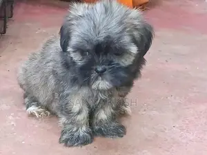 Shih Tzu Puppies