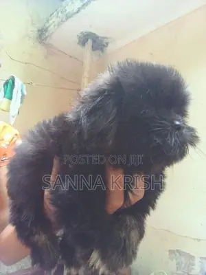 Shih Tzu Puppies