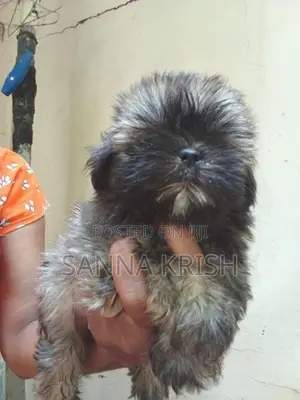 Shih Tzu Puppies