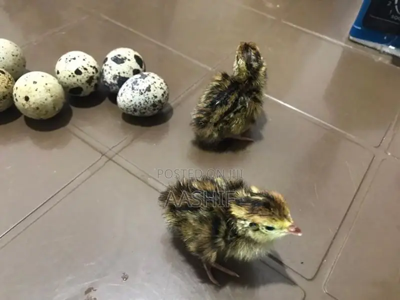 Quail Chicks