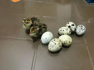 Quail Chicks