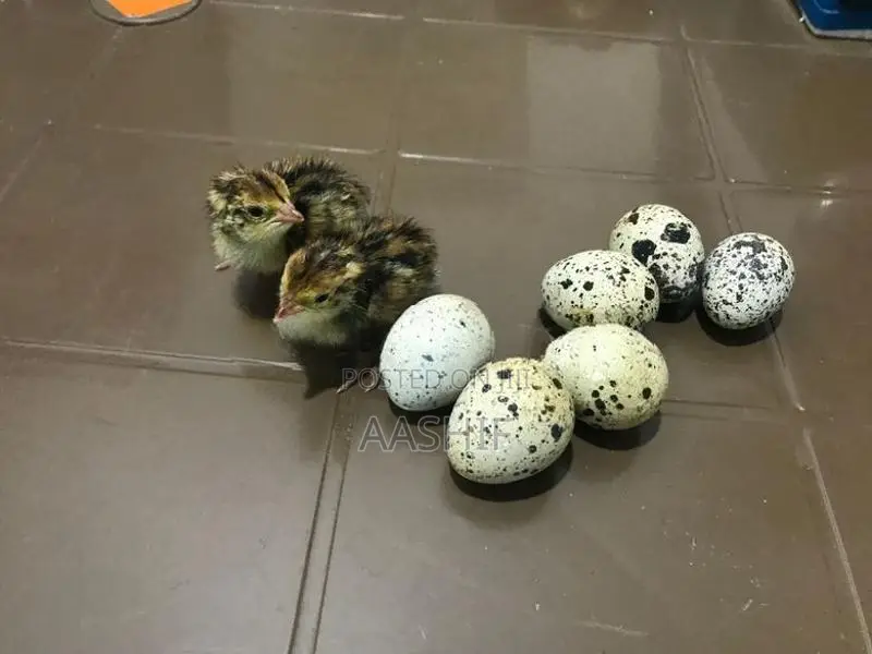 Quail Chicks
