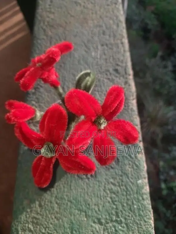 Hand Made Flowers