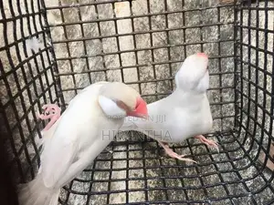 Java Silver Bird