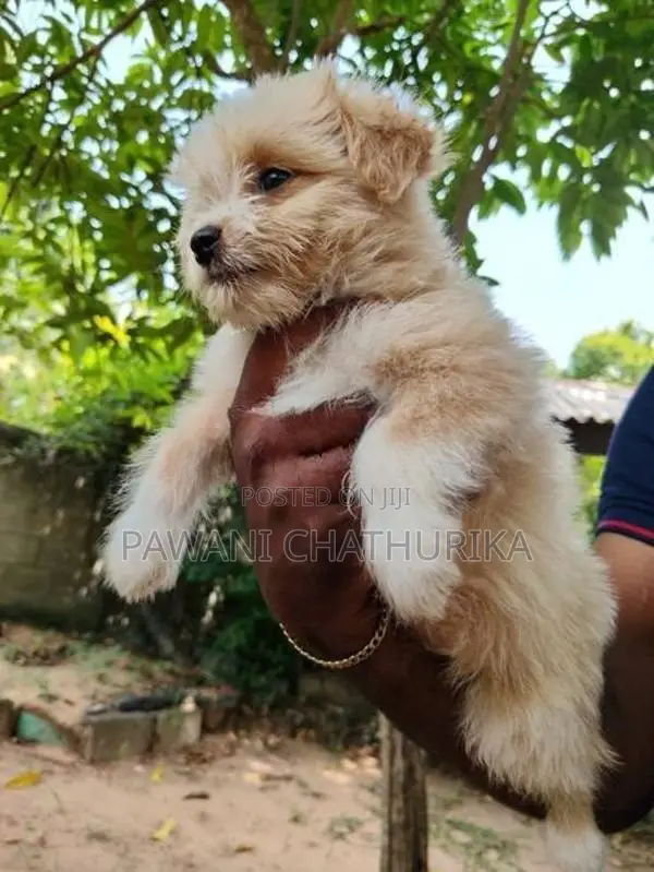 Shih Tzu Dog