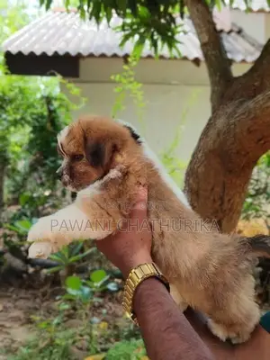 shitzu dog