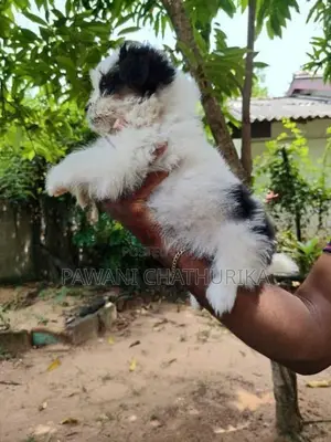 shitzu dog