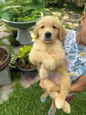 Golden Retriever