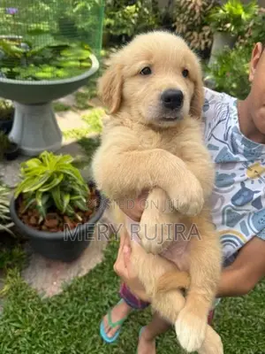 Golden Retriever